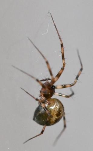 Réf. 273 095 : Lepthyphantes minutus